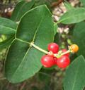 Lonicera Sempervirens